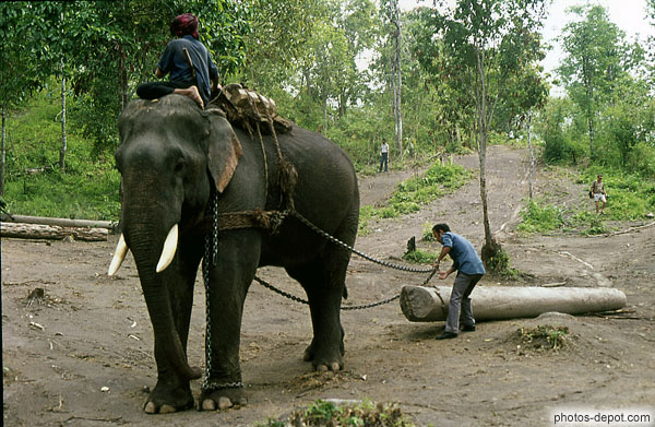 photo d'elephant enchainé tire un tronc d'arbre