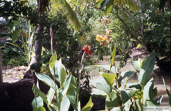 photo d'hibiscus rouge végétation