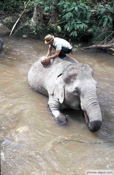 photo de lavage de l'éléphant
