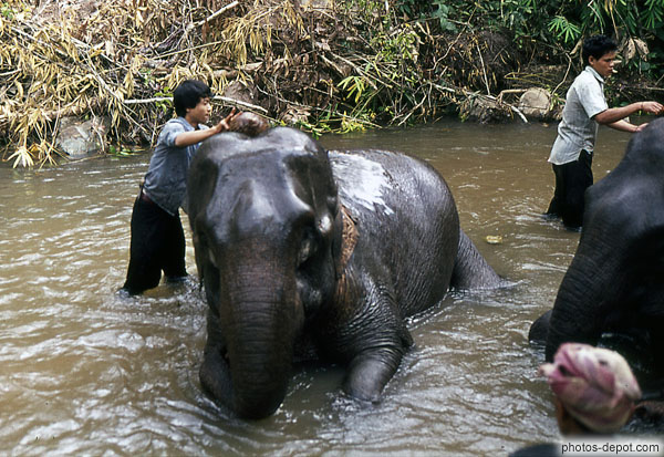 photo de lavage des éléphants