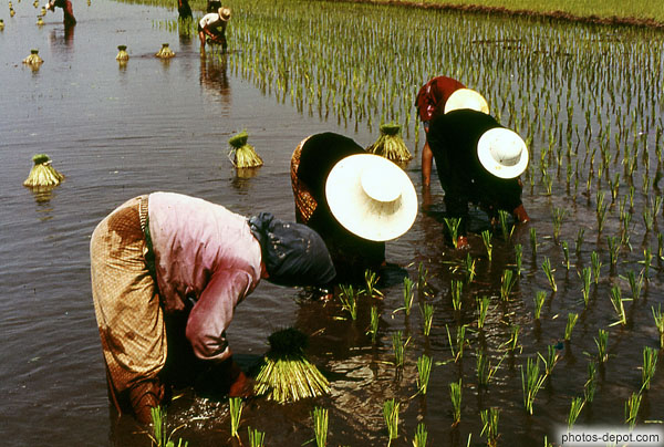 photo de plantation du riz