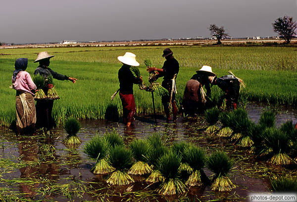 photo de culture du riz dans les rizieres