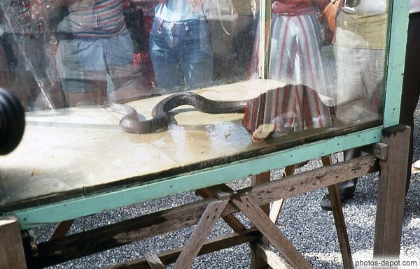 photo de serpent cage de verre