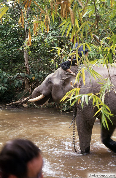 photo de tête d'éléphant dans la rivieres