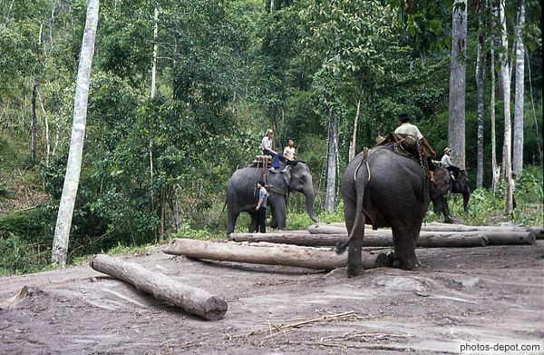 photo de travail des éléphants