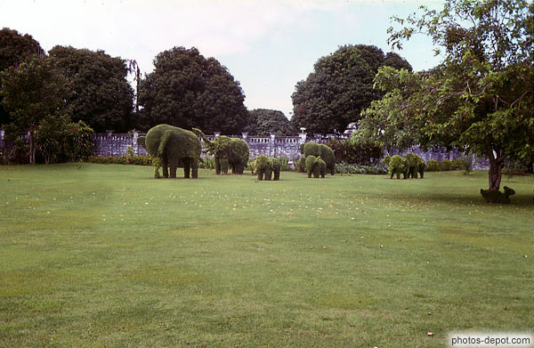 photo de troupe éléphants taillés dans le buis