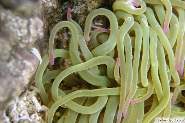 photo de bras verts à tête rose de l'Anémone de mer