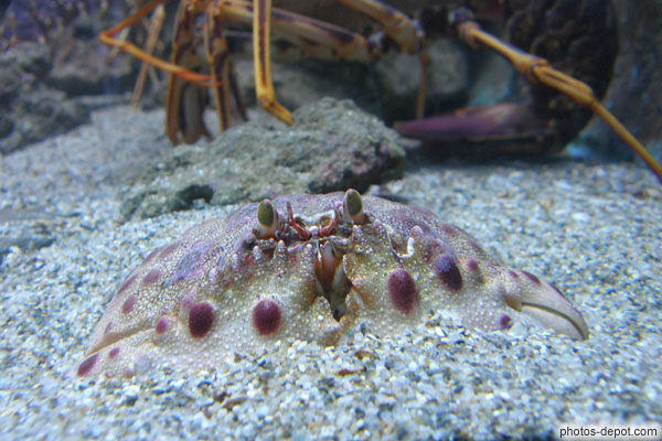 photo de Crabe honteux semble se cacher derrière ses pinces