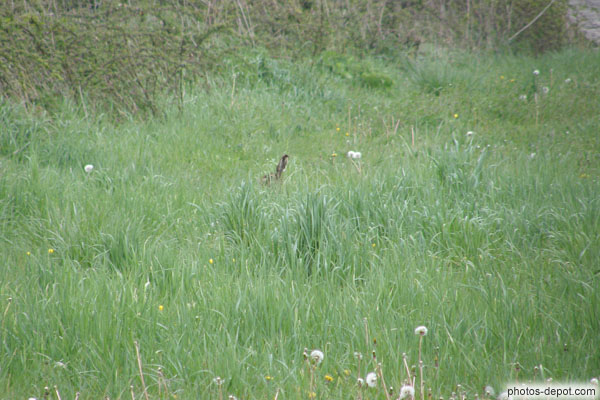 photo d'oreilles de lapin dépassant des herbes