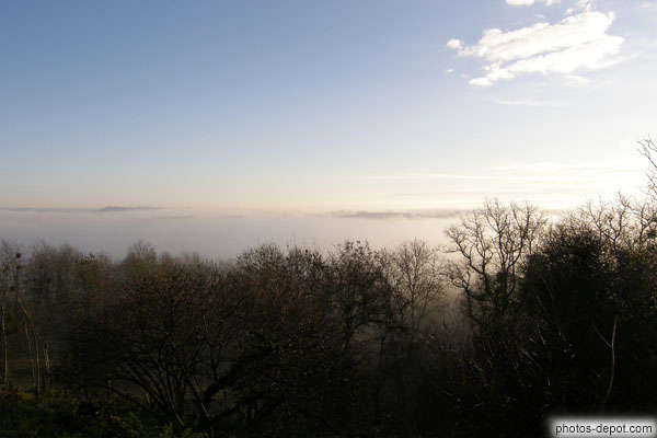 photo de brume au dessus des arbres
