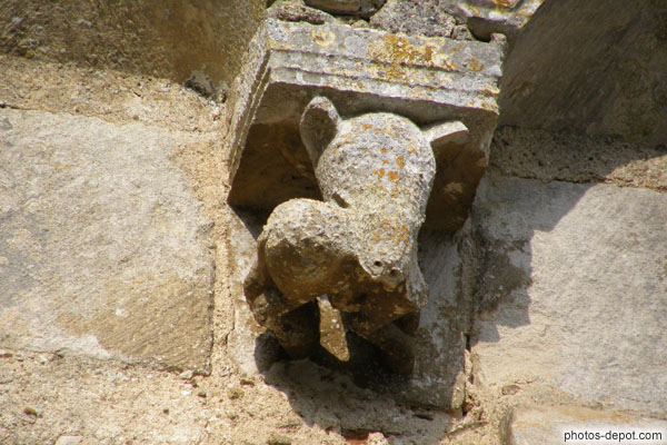 photo de tête de carnassier tenant un petit animal dans sa gueule sculpté sur modillon