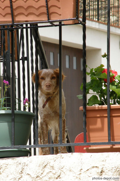photo de chien au balcon