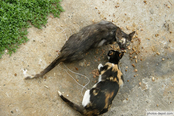 photo de chats maigres trainant sur les bords de l'Onyar