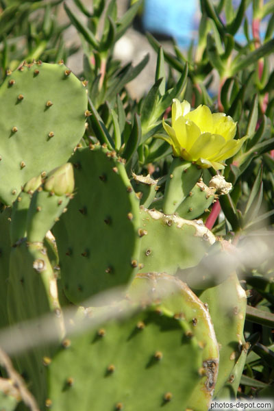 photo de fleur de cactus