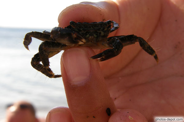 photo de petit crabe tenu entre les doigts