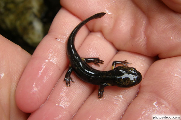 photo de bébé Salamandre dans la main