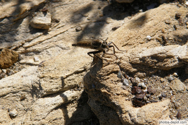 photo de taon sur rocher