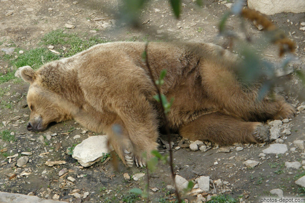 photo d'ours brun endormi