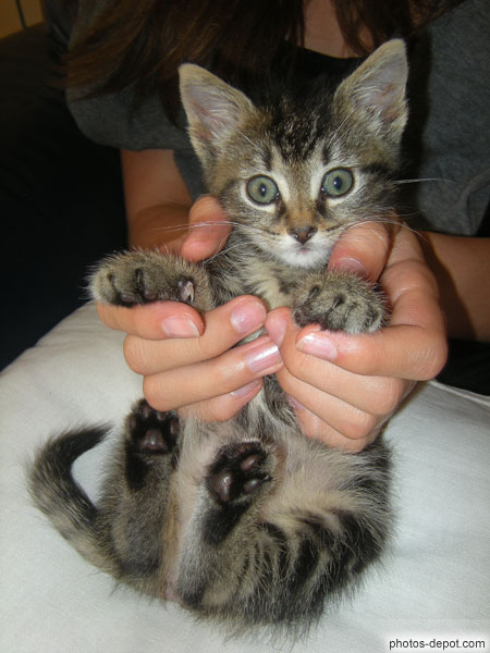 photo de BÃ©bÃ© chat tigrÃ© aux grands yeux tenu dans les mains