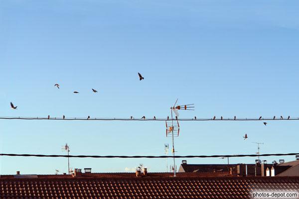 photo d'oiseaux comme des notes de musique sur un fil