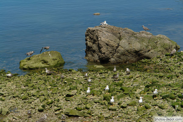 photo de mouettes sur les rochers dans le port