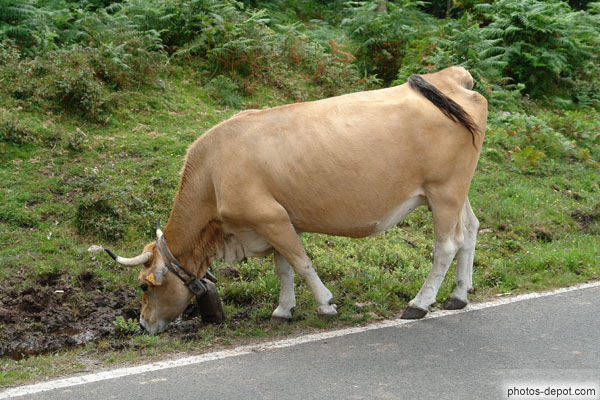 photo de vache à grosse cloche