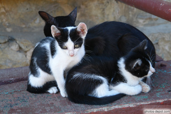 photo de bébés chats et leur mère