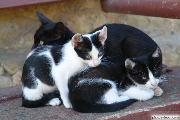 photo de petits chats et leur mère
