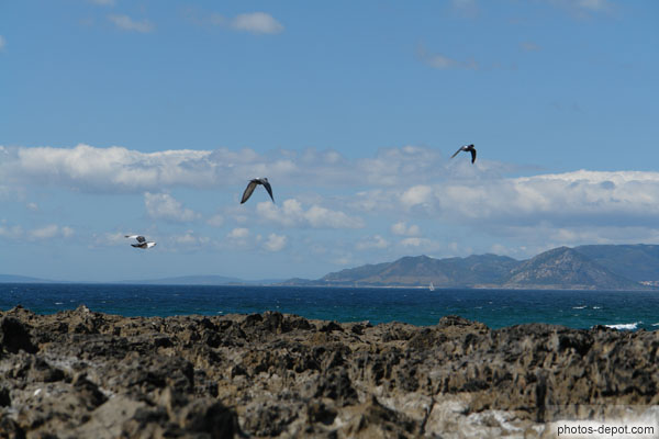 photo de pigeons survolant les rochers de bord de mer