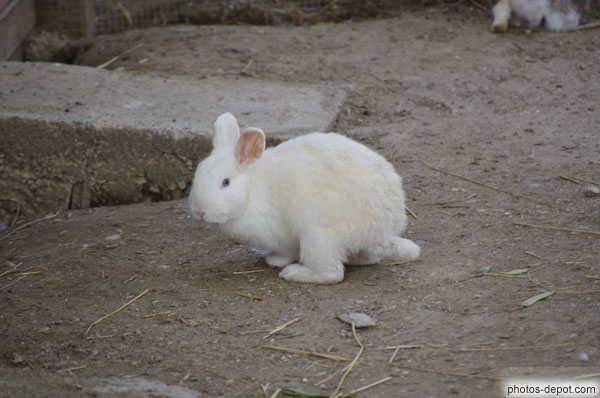 photo de lapin blanc