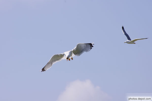 photo de Goélands en vol attaquent pour défendre leurs nids
