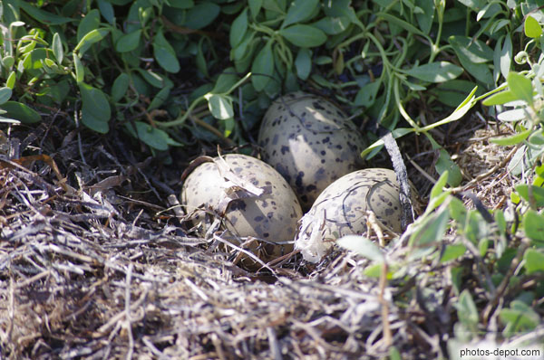 photo d'oeufs dans nid de goélands