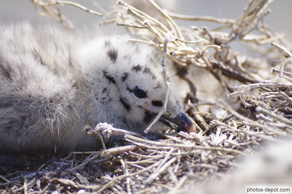 photo de tête de bébé goéland dans son nid