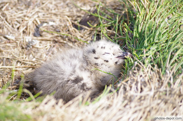 photo de bébé goéland dans son nid