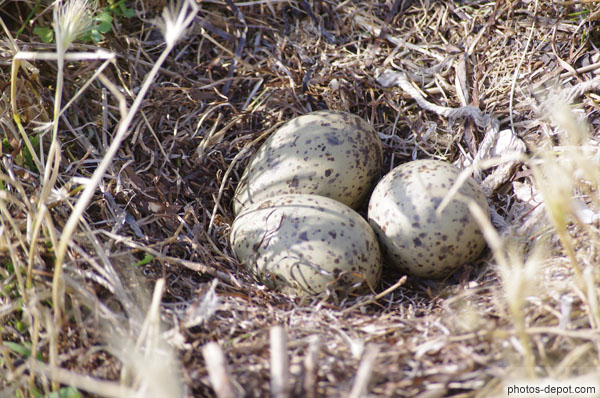 photo d'oeufs tachetés dans nid de goéland