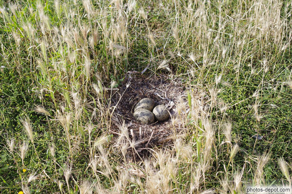 photo de nid de goéland
