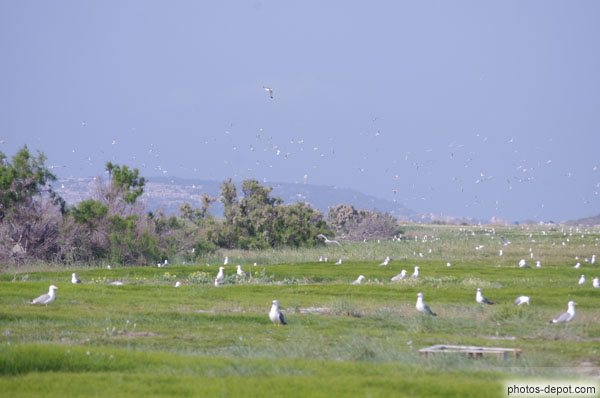 photo d'au printemps, l'Ile aux goélands regorge d'oiseaux nicheurs