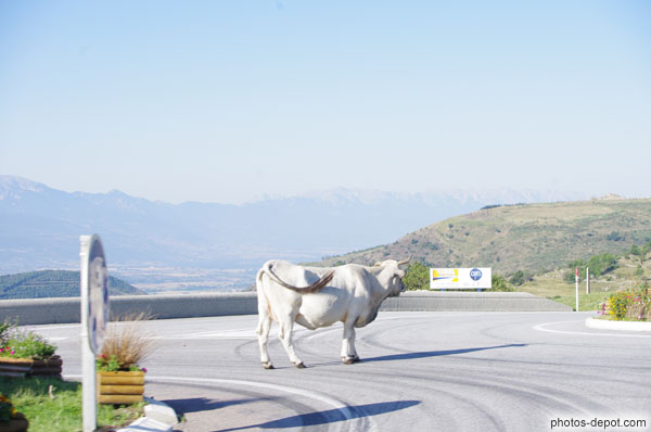 photo de vache au milieu du rond-point