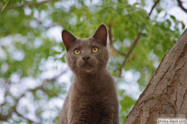 photo de beau regard de chat dans les arbres