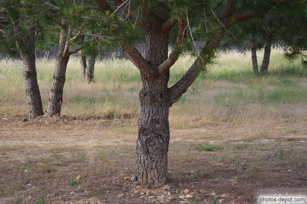 photo d'arbre au tronc noueux semble avoir des yeux