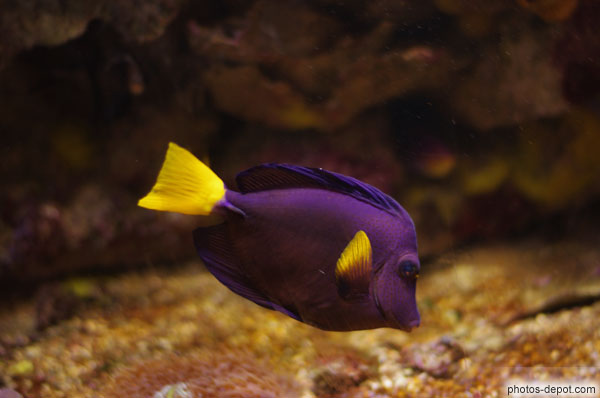 photo de poisson chirurgien violet à queue et nageoire jaunes