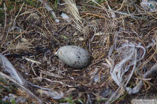 photo d'oeuf de goéland dans son nid