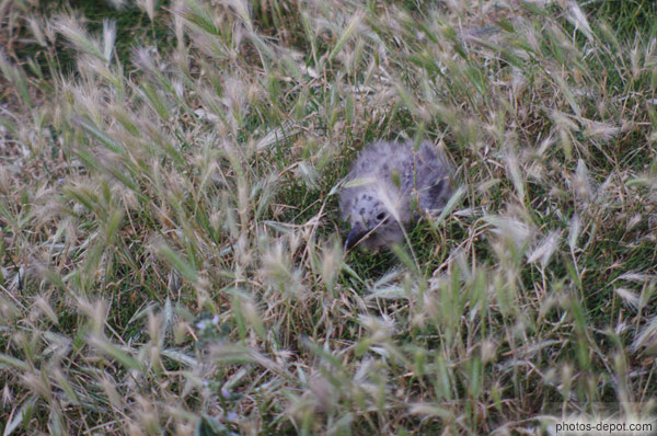 photo de bébé goéland tapis dans l'herbe