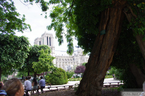 photo de Notre Dame derrière le plus vieil arbre de Paris