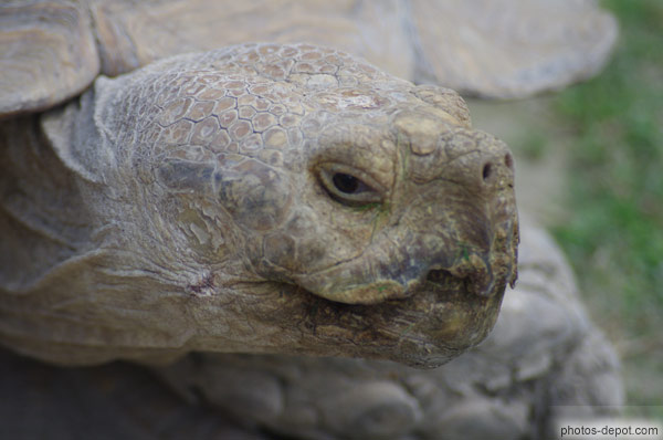 photo de tête de tortue à éperons géante