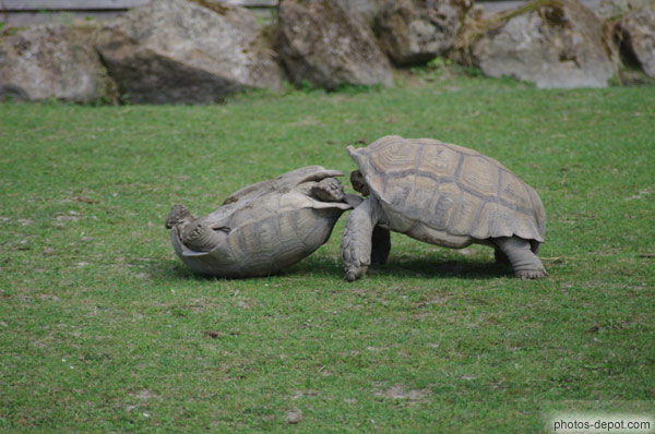photo de bagarre de tortues à éperon géantes