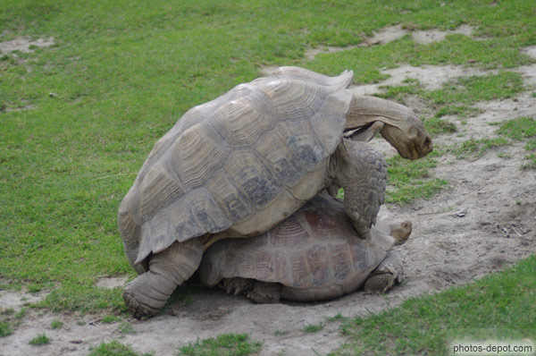 photo de reproduction des tortues