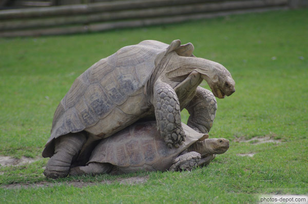 photo de reproduction des tortues