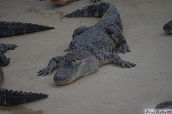 photo de crocodile rampe