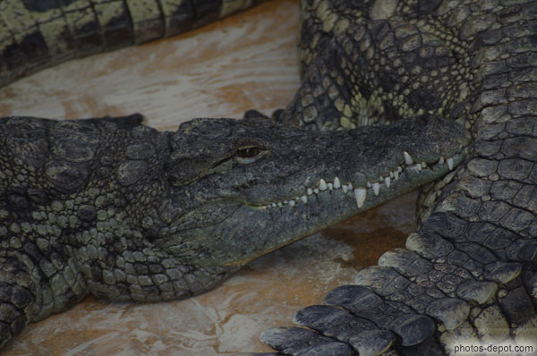 photo de dents de crocodile